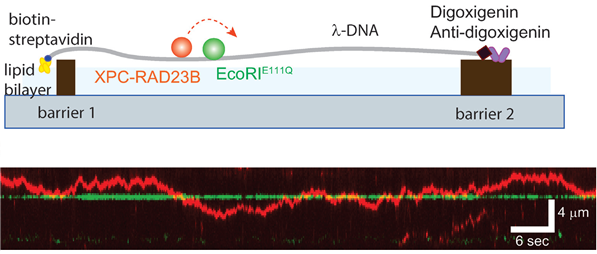 XPC-RAD23B와 다른 단백질의 충돌실험에 대한 개략도(위)와 실제 XPC-RAD23B가 폴짝폴짝 뛰어다니며 다른 단백질을 넘어가는 것을 보인 움직임(아래)