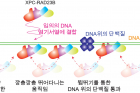 연구그림-XPC-RAD23B-단백질이-DNA-위에서-손상부위를-찾는-과정.jpg