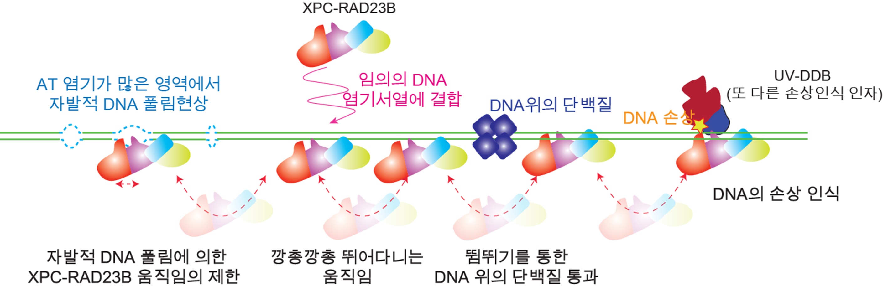 XPC-RAD23B 단백질이 DNA 위에서 손상부위를 찾는 과정