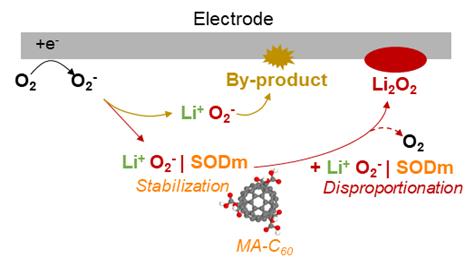 [연구그림] 리튬공기전지 시스템에서 예상되는 SODm(MA-C60)의 불균등화 반응 메커니즘