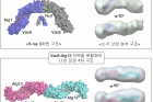 연구그림-결합-단백질에-따른-Vac8-단백질의-4차-구조-변화.jpg