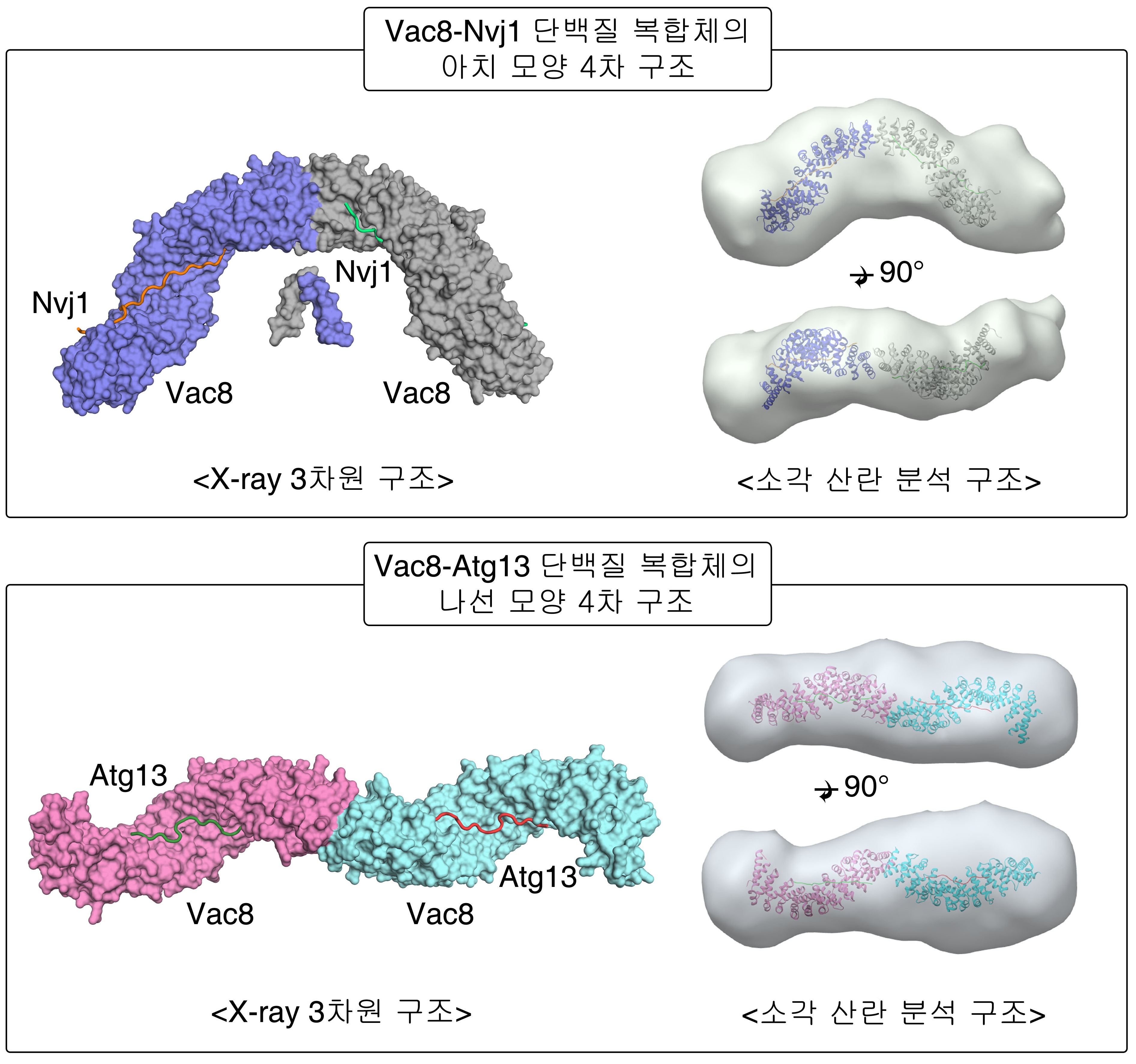 [연구그림] 결합 단백질에 따른 Vac8 단백질의 4차 구조 변화