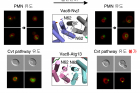 연구그림그림-2.-Vac8-단백질이-효모세포에서-다양한-4차-구조를-통해-선택성-자식작용을-결정함.jpg