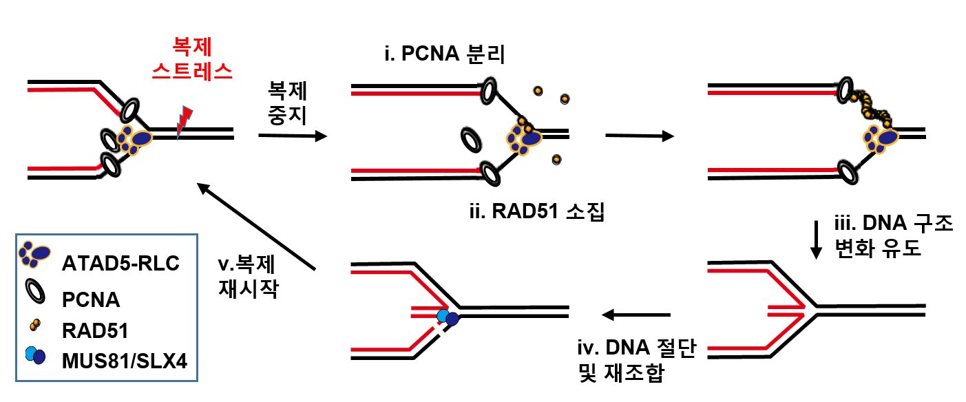 DNA 복제 스트레스 상황에서 ATAD5 단백질의 복제 재시작 조절 메커니즘