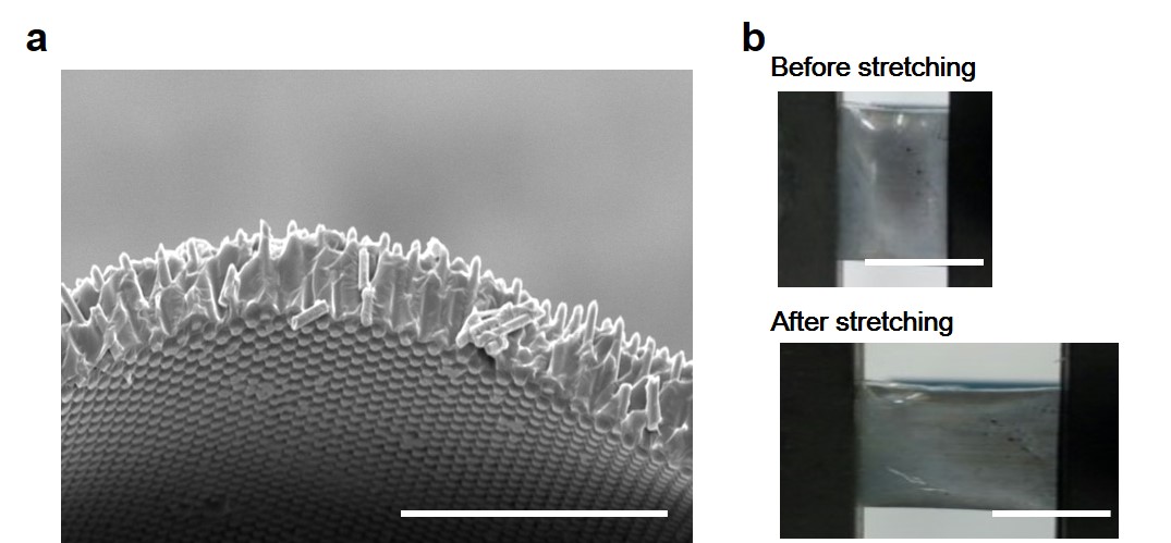 [연구그림]실리콘 마이크로와이어 복합체의 주사전자현미경 이미지