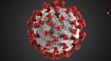 미국 질병통제예방센터(CDC)에서 신종 코로나바이러스의 구조를 실제와 비슷하게 구현한 3D 이미지. 출처: CDC