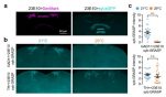 [연구그림] 기온 변화에 의한 ‘가바(GABA) 생성 신경세포’과 ‘수면촉진 신경세포(dFSB)’ 간의 시냅스 가소성