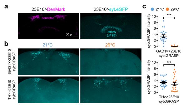 그림1. 기온 변화에 의한 ‘가바(GABA) 생성 신경세포’과 ‘수면촉진 신경세포(dFSB)’ 간의 시냅스 가소성