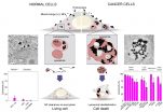 [연구그림] 정상세포와 암세포에서 세포 내 섭취작용을 통해 흡수된 금속 나노입자의 거동비교