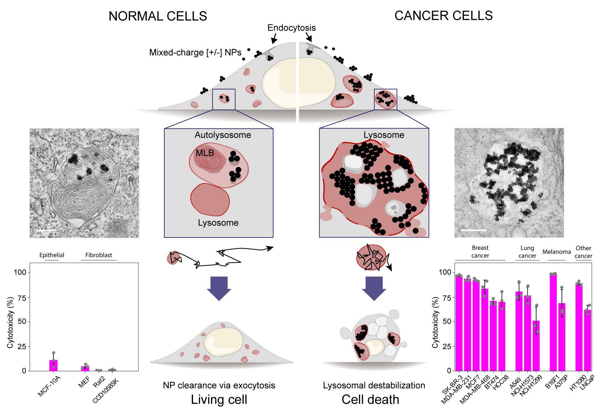 [연구그림] 정상세포와 암세포에서 세포 내 섭취작용을 통해 흡수된 금속 나노입자의 거동비교