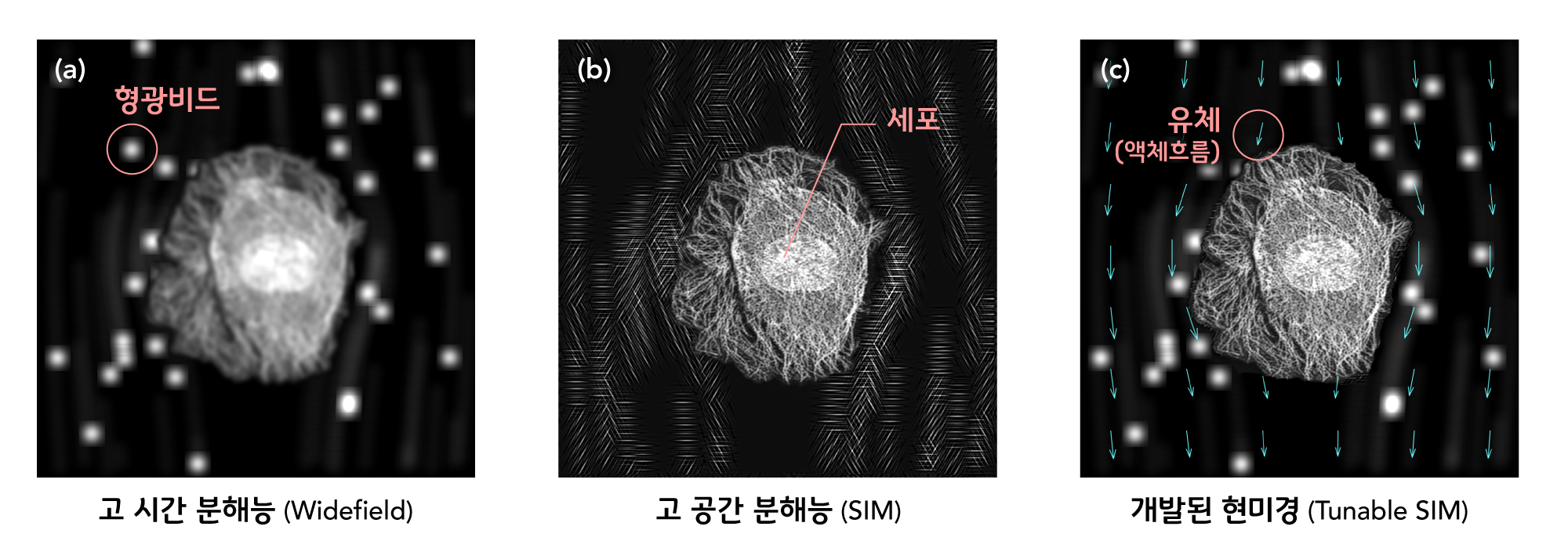 [연구그림] 한 장의 이미지 내에서 시·공간 분해능의 선택적인 강화가 가능한 Tunable SIM(개발된 현미경)의 시뮬레이션 결과