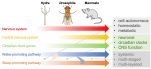 [연구그림] 중추신경계(central nervous system)의 발달에 따른 수면조절 기전의 진화 발생적 기원 모델