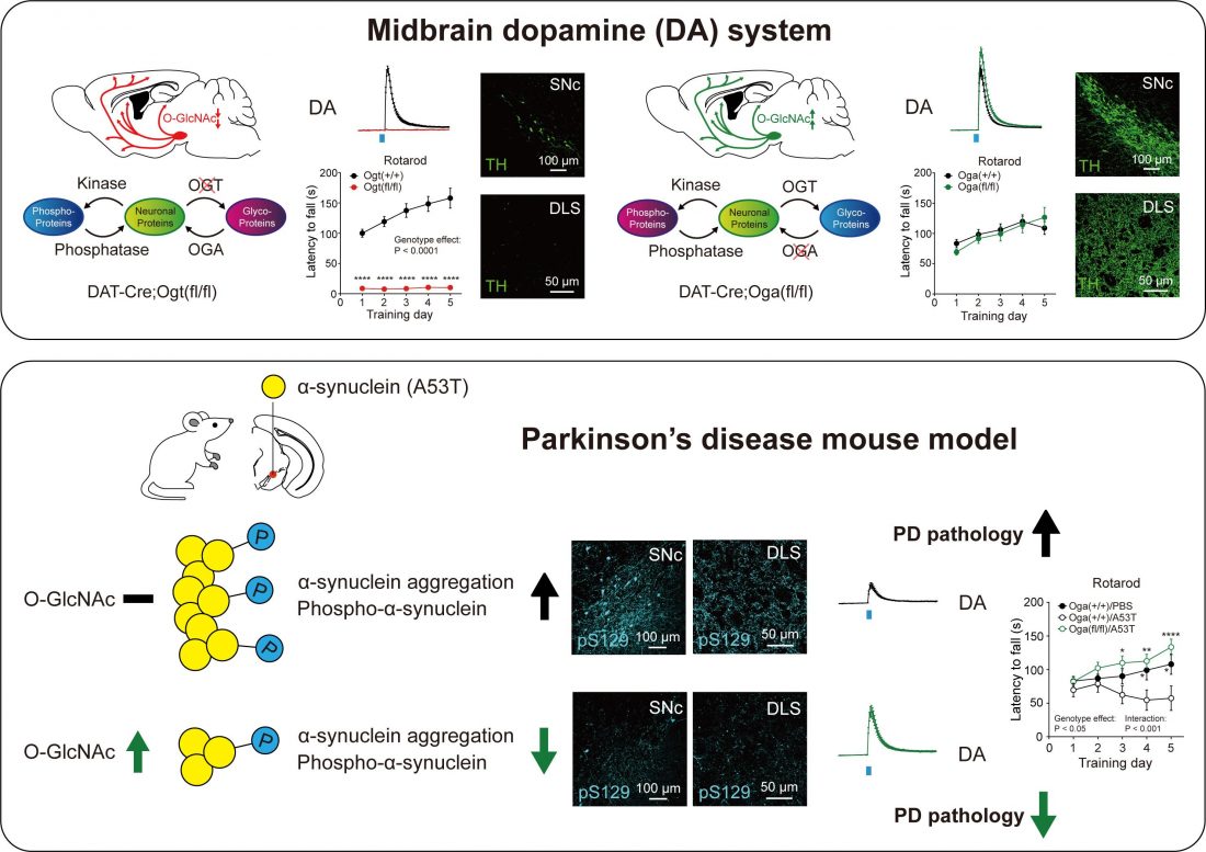 [연구그림] 오글루넥당화(O-GlcNAcylation)가 도파민 신경세포의 생존과 기능 및 파킨슨병의 병리에 미치는 영향