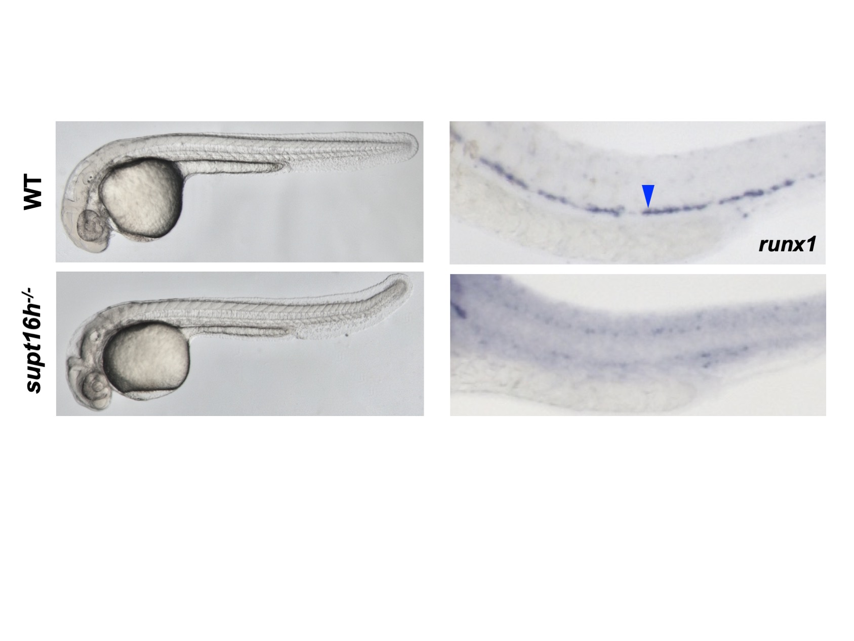 [그림1]정상 제브라피쉬와 Supt16h가 결여된 돌연변이 제브라피쉬의 조혈줄기 세포 발생 비교