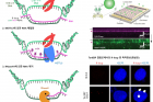 연구그림-TonEBP-단백질에-의한-DNA-이상-구조-해소-과정.jpg