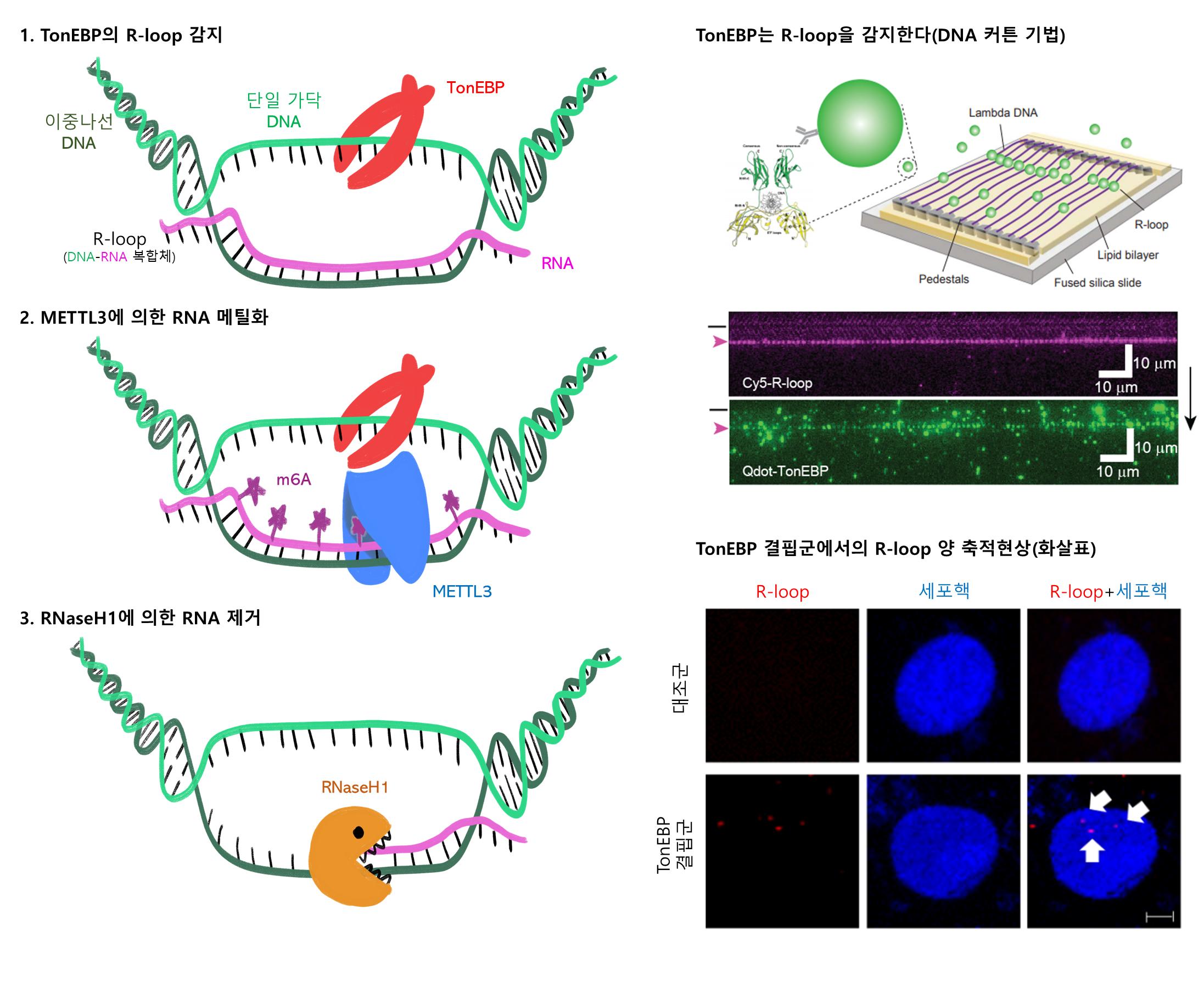 [연구그림] TonEBP 단백질에 의한 DNA 이상 구조 해소 과정