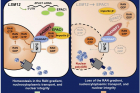 연구그림-LSM12-EPAC1-유전자-경로에-의한-신경세포-보호-모델.jpg