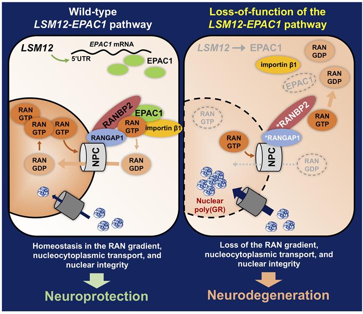 [연구그림] LSM12-EPAC1 유전자 경로에 의한 신경세포 보호 모델