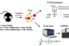 연구그림-단세포-전사체-분석-기술을-활용한-면역항암제-작용-기전-규명.jpg