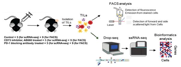 그림2. 단세포 전사체 분석 기술을 활용한 면역항암제 작용 기전 규명