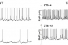 연구그림-Tango10-돌연변이의-생체시계-신경세포-흥분성-증가.jpg