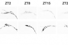 연구그림-Tango10-유전자-돌연변이의-신경펩타이드-PDF-분비-장애.jpg