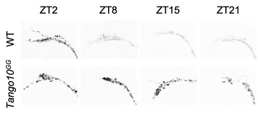 [연구그림] Tango10 유전자 돌연변이의 신경펩타이드 PDF 분비 장애