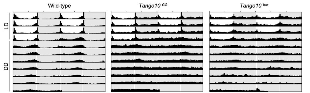 그림1. Tango10유전자 돌연변이 초파리의 일주기성 행동 리듬 장애(수면 장애)