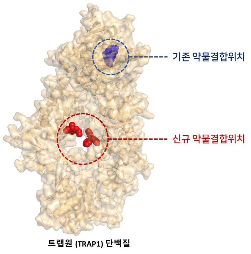 [연구그림] 트랩원 단백질의 구조와 억제약물의 결합부위