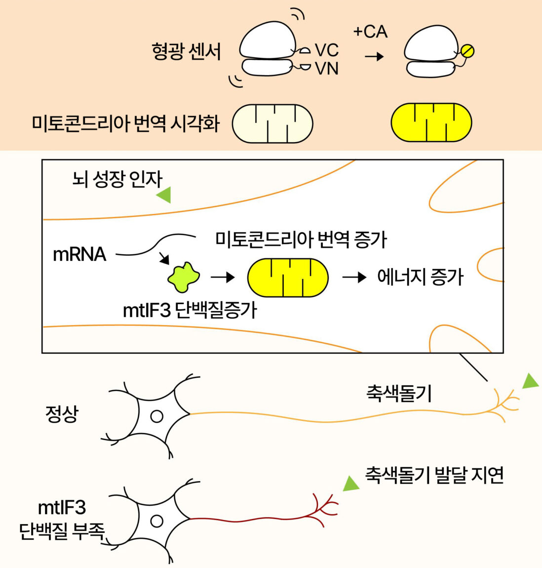 [연구그림] 미토콘드리아 번역을 시각화하는 형광센서의 원리와 mtIF3 단백질의 미토콘드리아 번역 촉진을 통한 신경세포 성장 조절 효과