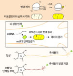 [연구그림] 미토콘드리아 번역을 시각화하는 형광센서의 원리와 mtIF3 단백질의 미토콘드리아 번역 촉진을 통한 신경세포 성장 조절 효과