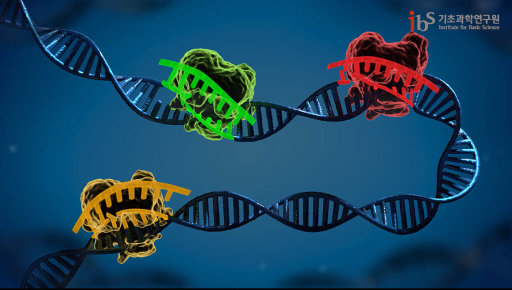 그림1. 유전자 가위가 암세포 유전자의 인델 부위를 제거하는 모습( 출처 IBS 홍보 영상 )
