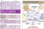 [연구그림] miRNA-29의 효과와 HIF1a 억제제·miRNA-29 병용 치료 전략 모식도