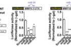 연구그림-비만-조직에서-발현이-감소한-miRNA-29의-단백-분해-효소-저해-역할.jpg