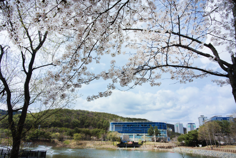 흐드러진 벚꽃 사이로 보이는 가막못과 학술정보관. | 사진: 김경채