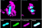 연구그림-자성나노-입자에-부착된-세균의-형광-사진.jpg