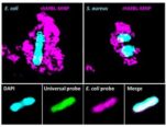 [연구그림] 자성나노 입자에 부착된 세균의 형광 사진