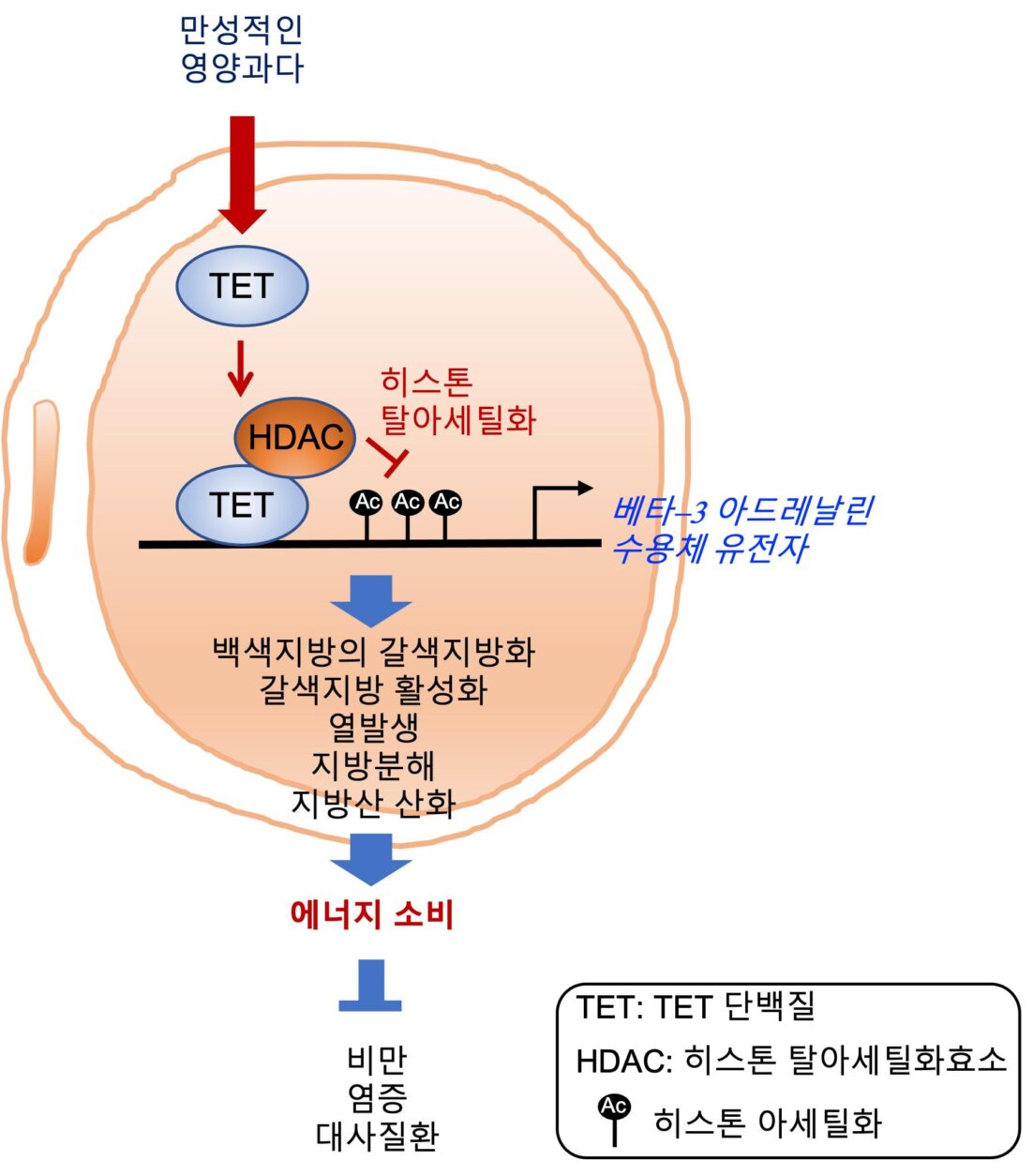 [연구그림] TET 단백질에 의한 베타3 아드레날린 수용체 발현 조절 원리와 이를 억제한 대사질환 치료 전략 모식도