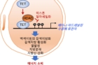 연구그림-TET-단백질에-의한-베타3-아드레날린-수용체-발현-조절-원리와-이를-억제한-대사질환-치료-전략-모식도.jpg