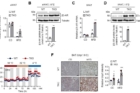 연구그림-TET-억제-실험쥐의-지방세포에서-베타3-아드레날린-수용체의-발현과-열-생성-증가.jpg