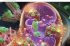 표지이미지-암세포-미토콘드리아내에-형성된-분자덩어리가-미포콘드리아막을-훼손하는-모습.jpg