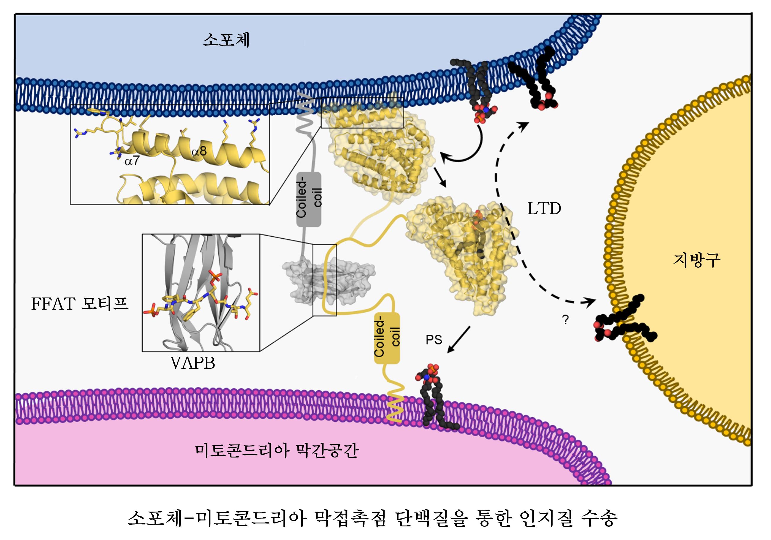 인지질의 구조