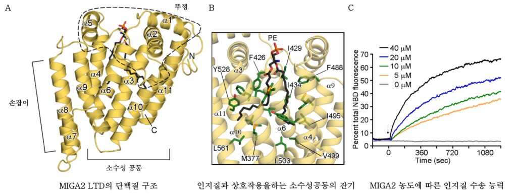 그림2. MIGA2 단백질의 LTD 부위의 3차원 생김새 분석