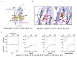 [연구그림] MIGA2 단백질의 인산화 유무별 소포체와의 결합 능력 분석. 소포체와 잘 결합할 수록 인지질 수송 능력이 뛰어남