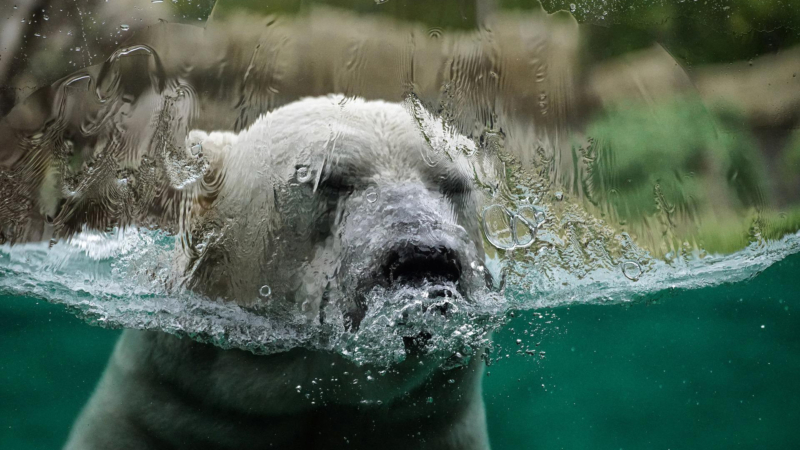 기후위기로 신음하는 북극곰의 모습. | 이미지 출처: Pixabay