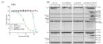 [연구그림] 단백질 나노 복합체의 암세포 특이적 세포사멸 유도를 세포 단위에서 확인함