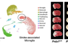 연구그림-단일세포분석으로-발견된-신종미세아교세포와-해당-미세아교세포-활성-유전자-결핍시-발생하는-뇌손상.jpg