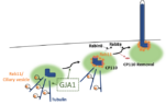[연구그림] GJA1 단백질의 작용 기전(Rab11 단백질이 모인 뒤 CP110 단백질이 제거되면서 섬모 성장_GJA1은 Rab11이 섬모 기저부로 이동하도록 조절함)