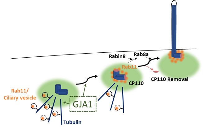 GJA1 단백질의 작용 기전. Rab11 단백질이 모인 뒤 CP110 단백질이 제거되면서 섬모 성장_GJA1은 Rab11이 섬모 기저부로 이동하도록 조절한다.