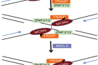 연구그림-ZNF212-단백질이-TRAIP-단백질과-함께-DNA-결속손상-부위로-이동하며-NEIL3-단백질의-모집을-촉진하여-DNA-손상을-수복하고-유전체의-안정성을-유지함.-.png